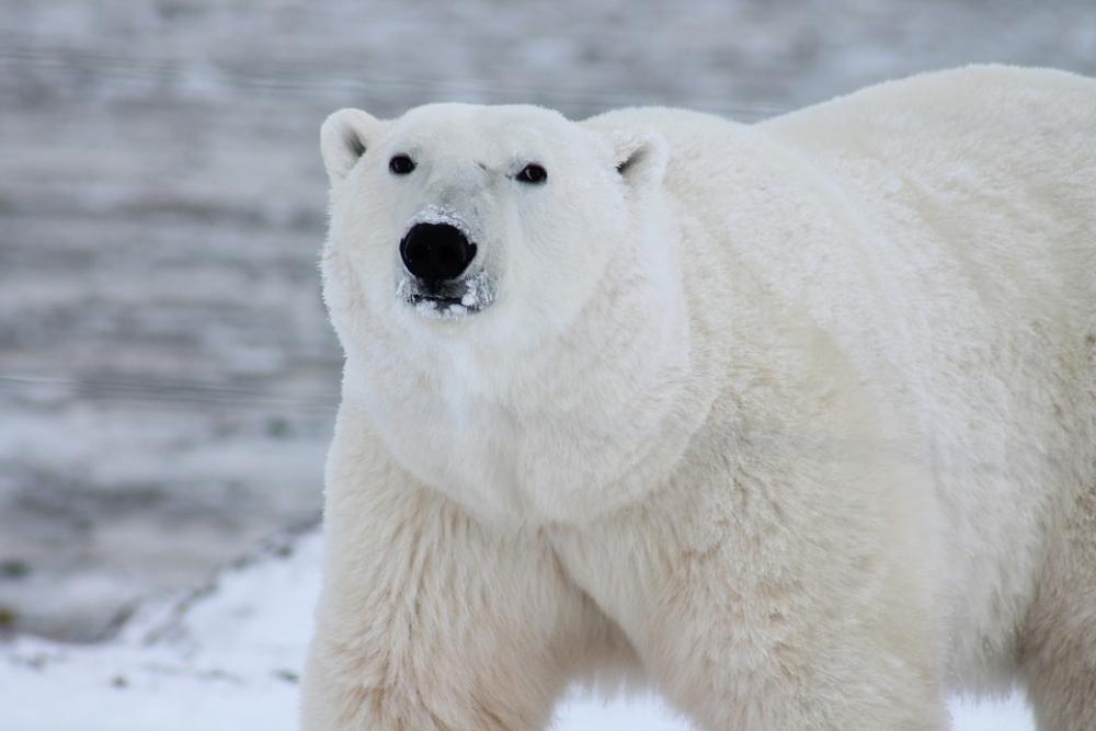 Polar Bear Arctic Wildlife Snow Wild Carnivore Polar Bear Arctic Wildlife Snow Wild Carnivore