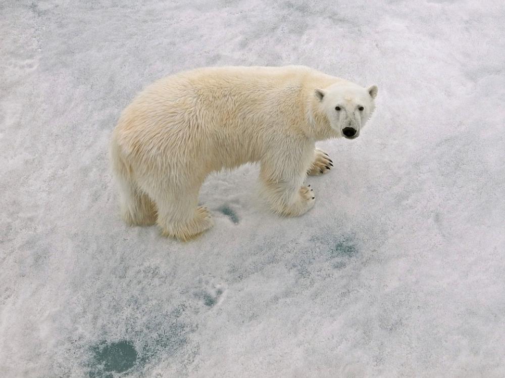 Polar Bear Male Arctic Circle With Paw Prints Polar Bear Male Arctic Circle With Paw Prints