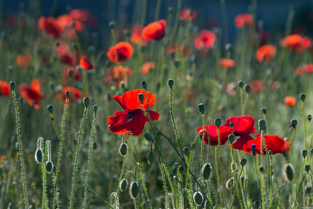 Poppies Flowers Nature Summer Blossoms Poppy Field Poppies Flowers Nature Summer Blossoms Poppy Field