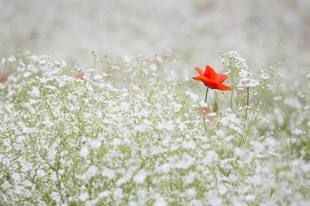 Poppy Gypsophila Elegans Red Color White Garden Poppy Gypsophila Elegans Red Color White Garden