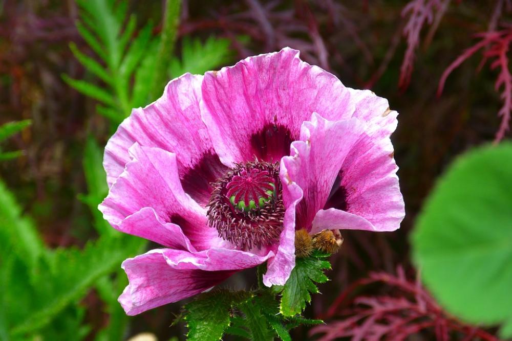 Poppy Pink Poppy Wildflowers Blossom Bloom Flower Poppy Pink Poppy Wildflowers Blossom Bloom Flower