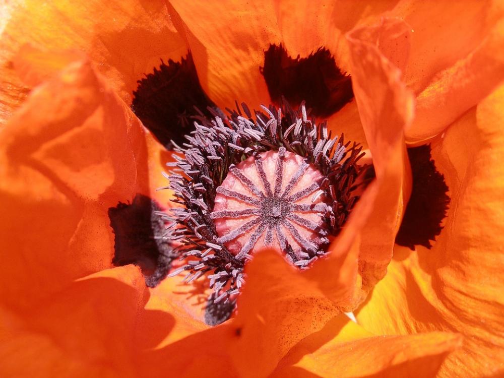 Poppy Orange Blossom Bloom Flower Plant Poppy Orange Blossom Bloom Flower Plant