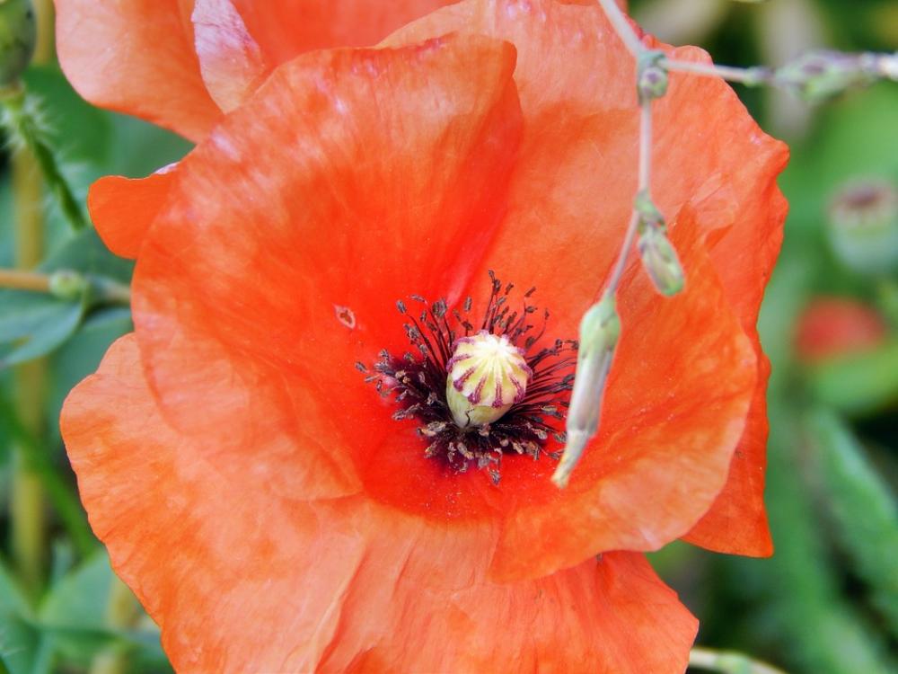 Poppy Plant Red Flower Poppy Plant Red Flower