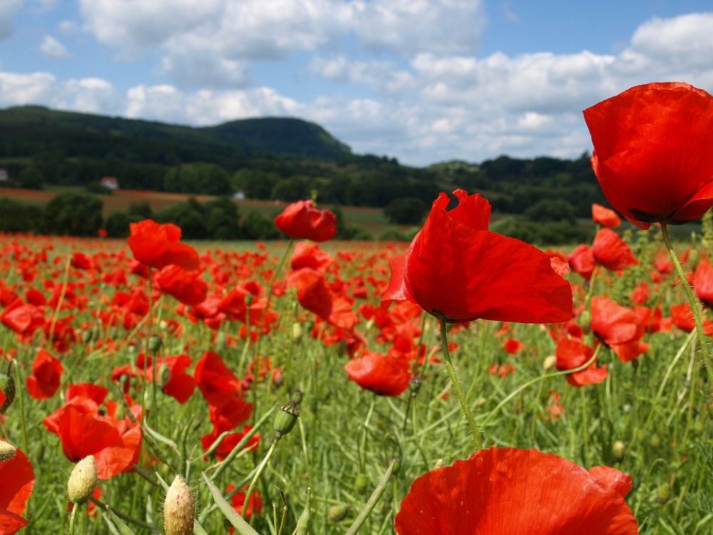 Poppy Summer Red Flower Field Klatschmohn Blossom Poppy Summer Red Flower Field Klatschmohn Blossom