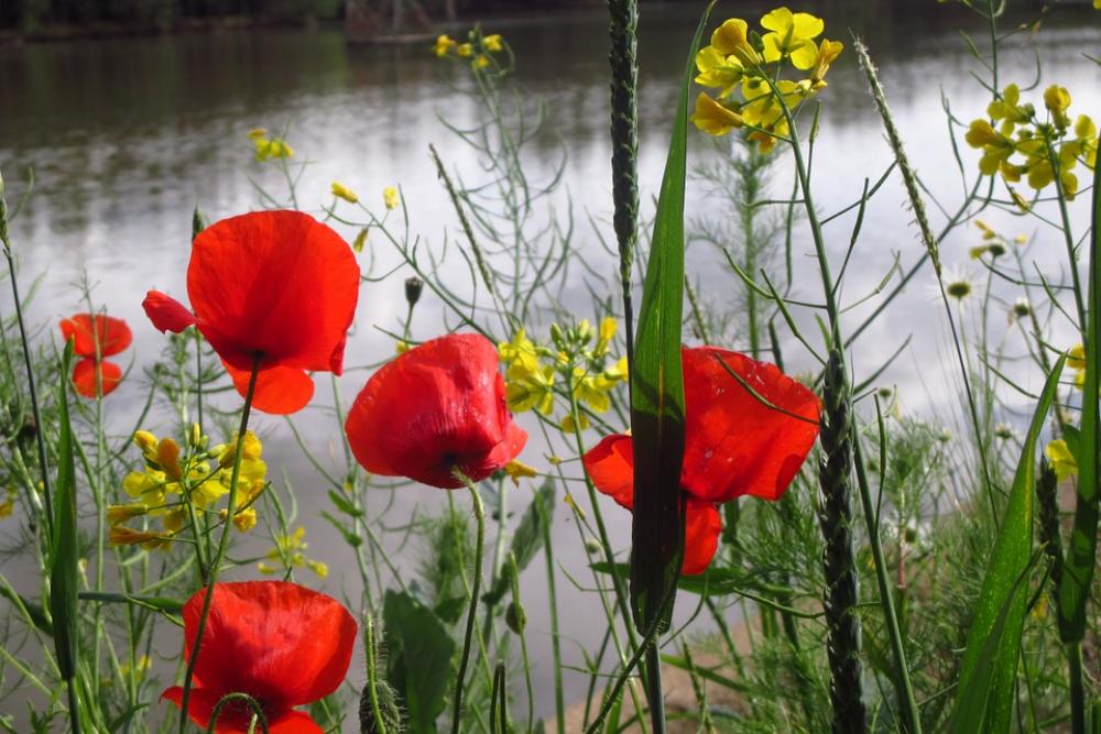 Poppy Grass Weed Pond Water Poppy Grass Weed Pond Water