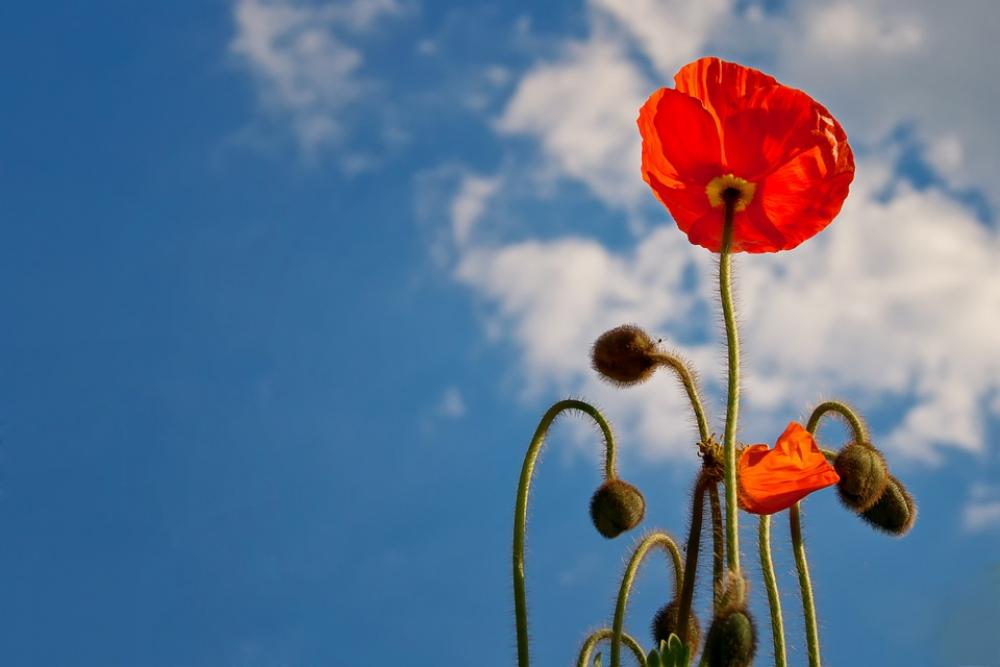 Poppy Sky Blue Nature Flower Blossom Bloom Plant Poppy Sky Blue Nature Flower Blossom Bloom Plant