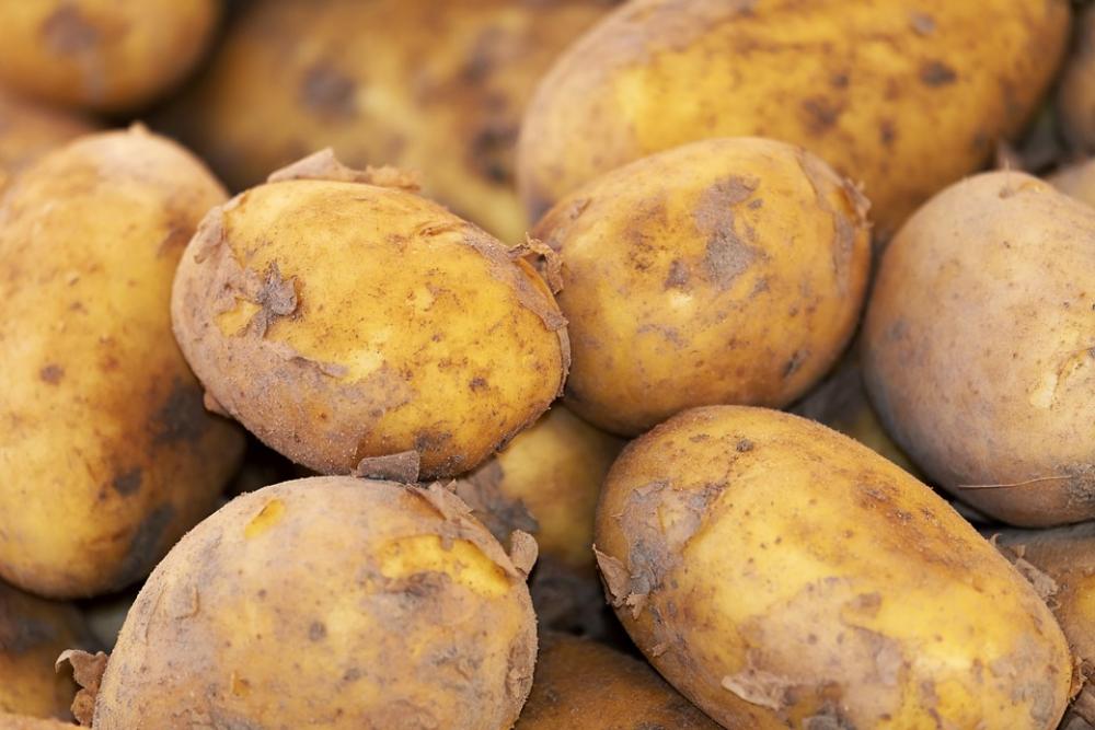 Potato New Crop Erdfrucht Field Nature Potato New Crop Erdfrucht Field Nature