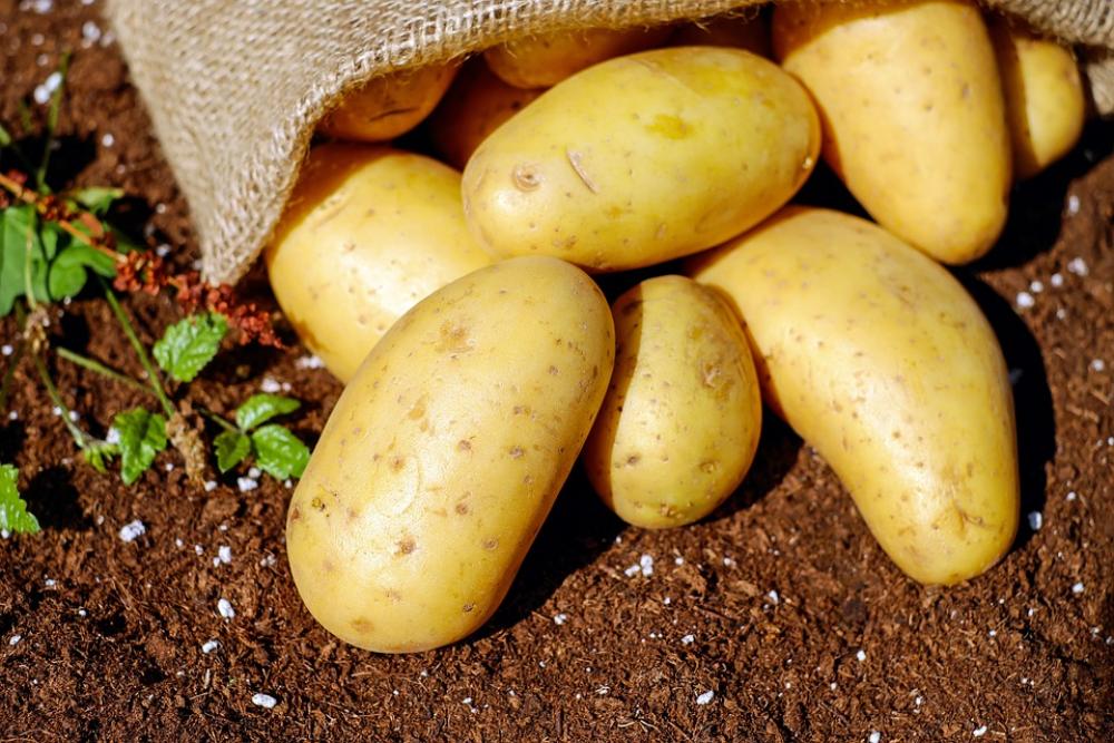 Potatoes Vegetables Erdfrucht Bio Harvest Garden Potatoes Vegetables Erdfrucht Bio Harvest Garden