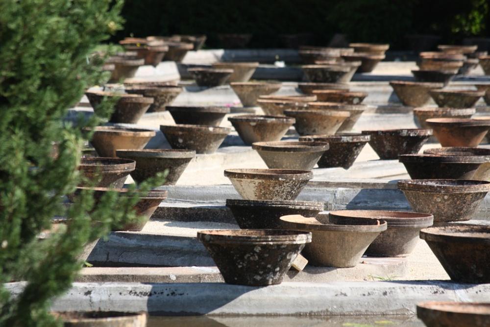 Pots Water Lily So Much Pots Water Lily So Much