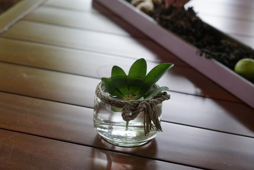 Potted Plant Interior Ornament Flowers Plants Potted Plant Interior Ornament Flowers Plants