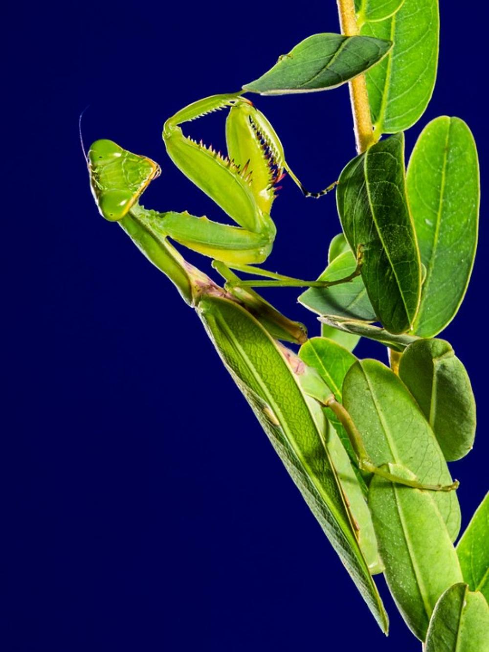 Praying Mantis Insect Fishing Locust Green Close Up Praying Mantis Insect Fishing Locust Green Close Up