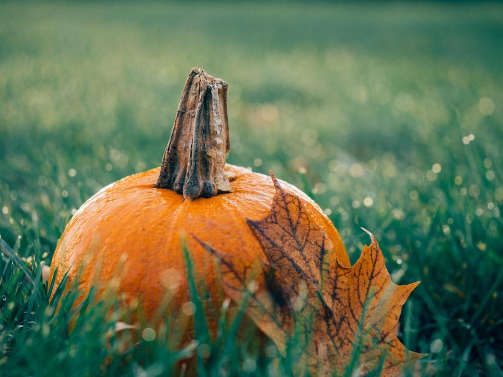 Pumpkin Leaf Autumn Meadow Grass Garden Pumpkin Leaf Autumn Meadow Grass Garden