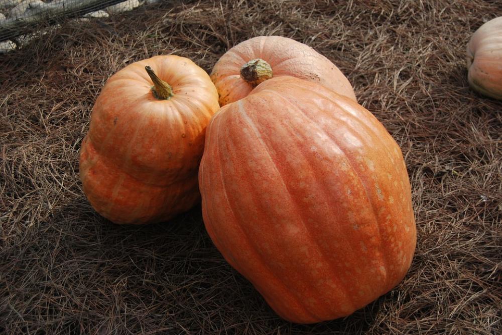 Pumpkin Vegetable Huerta Pumpkin Vegetable Huerta
