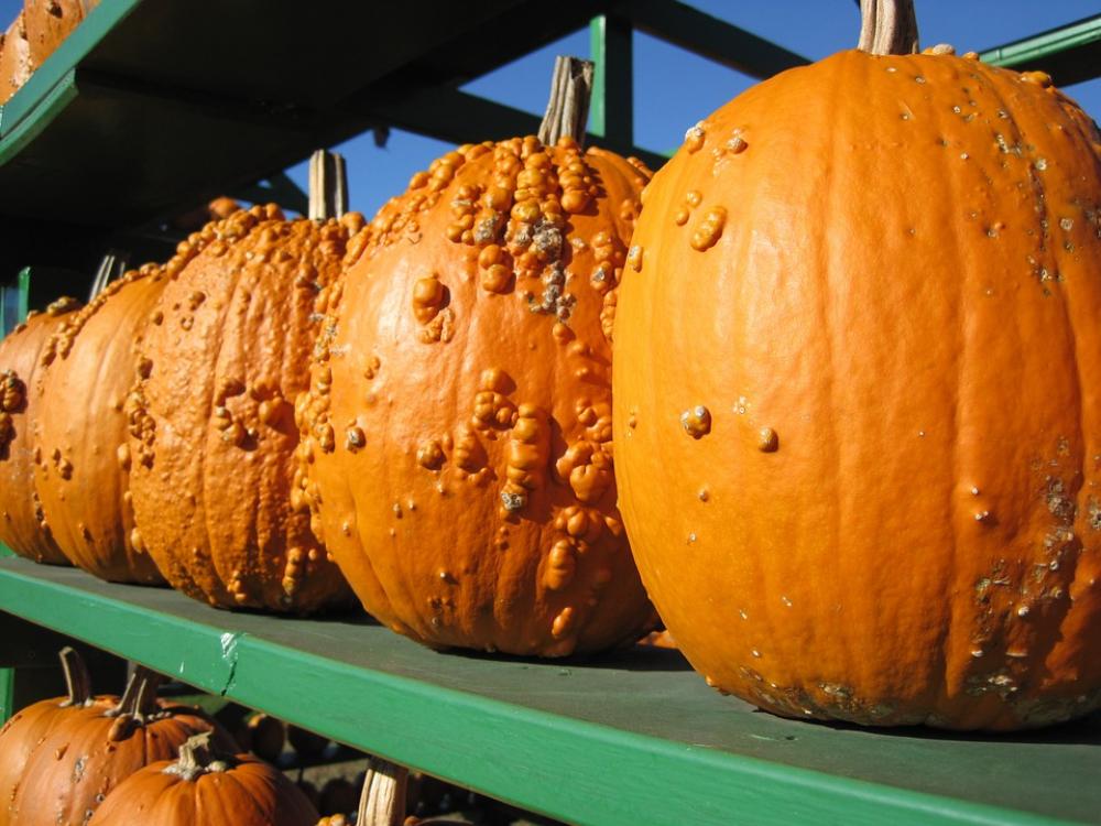 Pumpkin Bumpy Orange Autumn Market Pumpkin Bumpy Orange Autumn Market