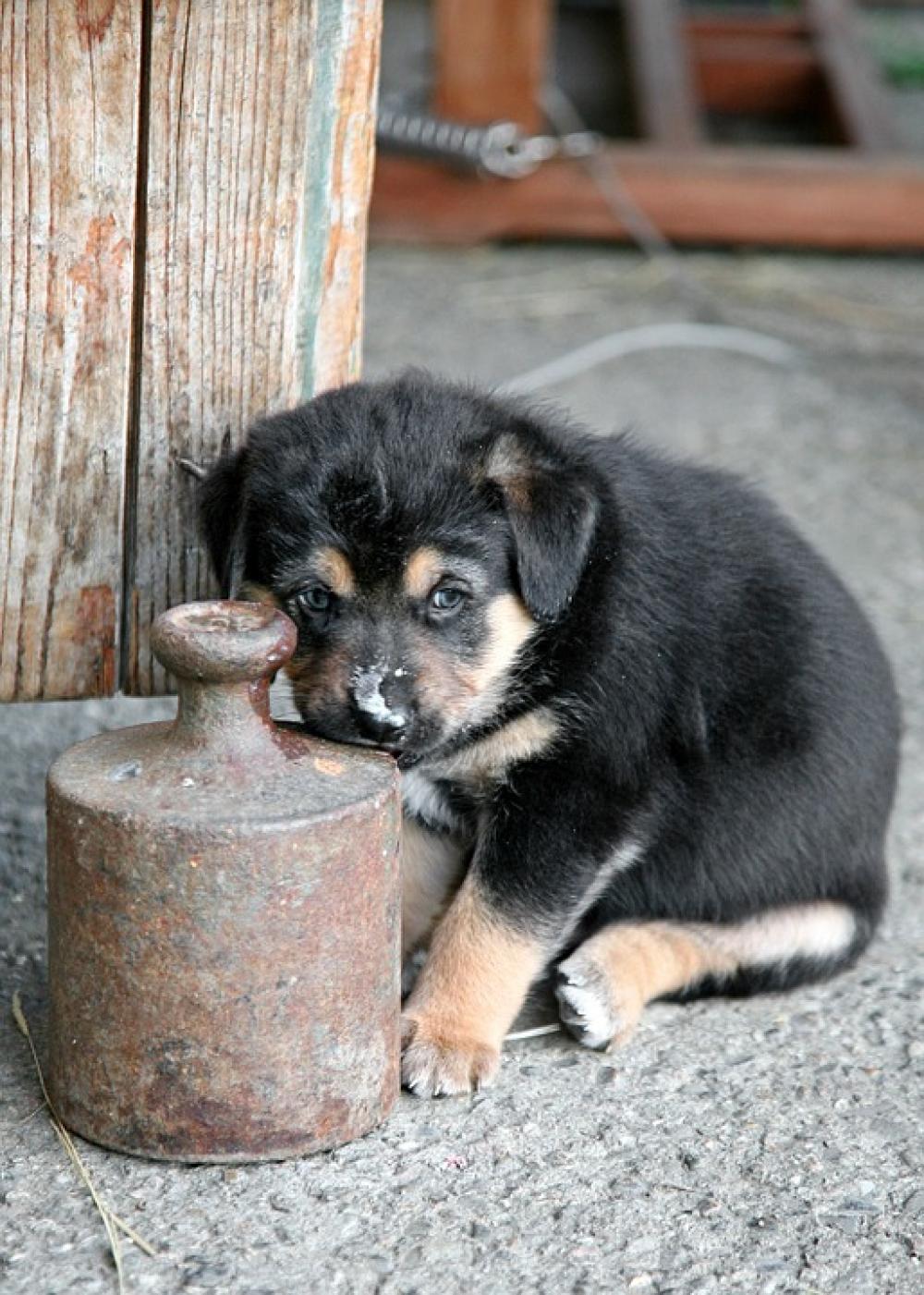 Puppy Dog Baby Sweet Dog Puppy Pet Small Cute Puppy Dog Baby Sweet Dog Puppy Pet Small Cute