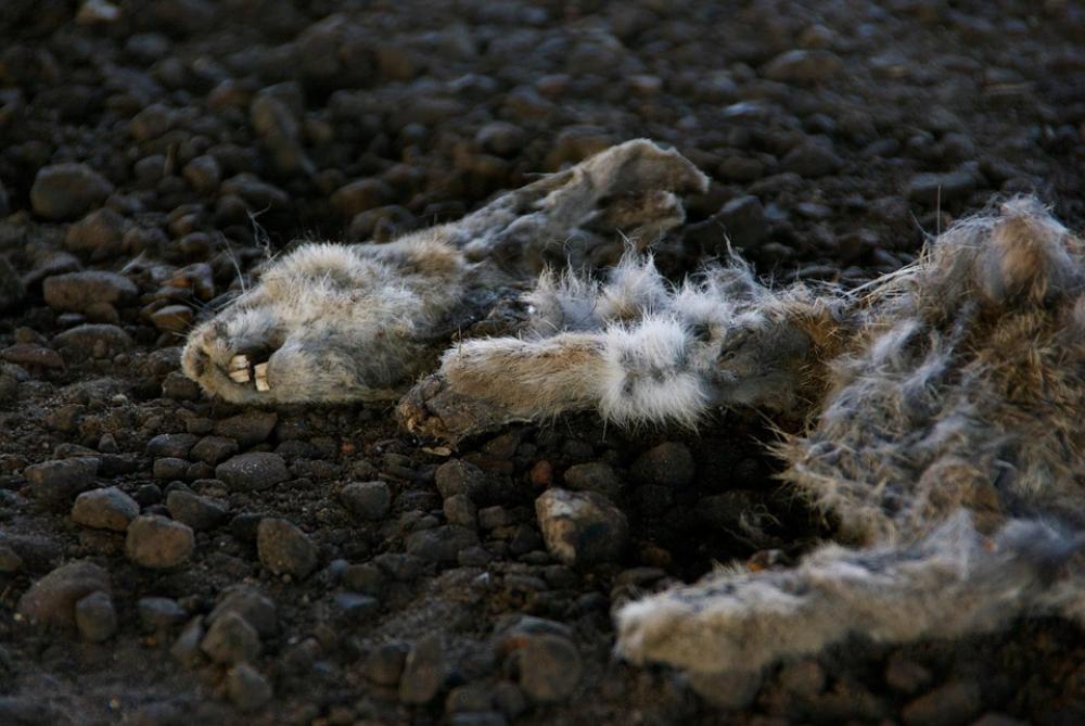 Rabbit Death Animal Rabbit Death Animal