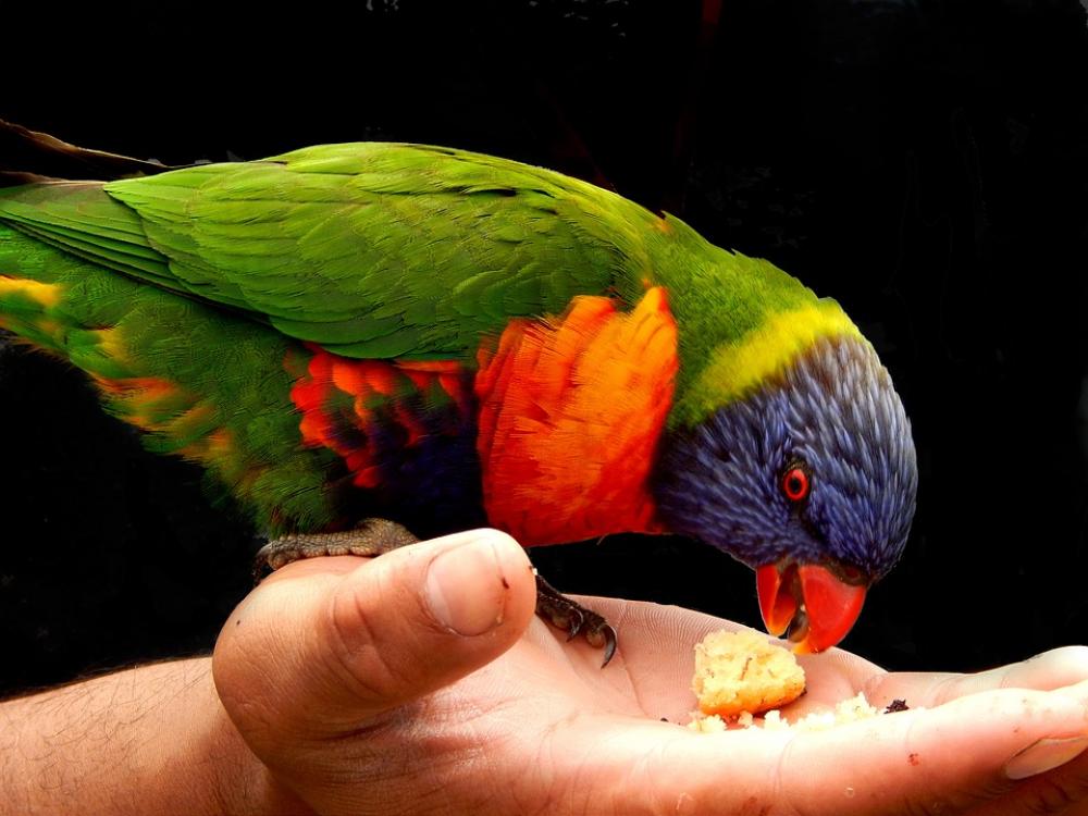 Rainbow Lorikeet Bird Hand Feeding Bird Kindness Rainbow Lorikeet Bird Hand Feeding Bird Kindness