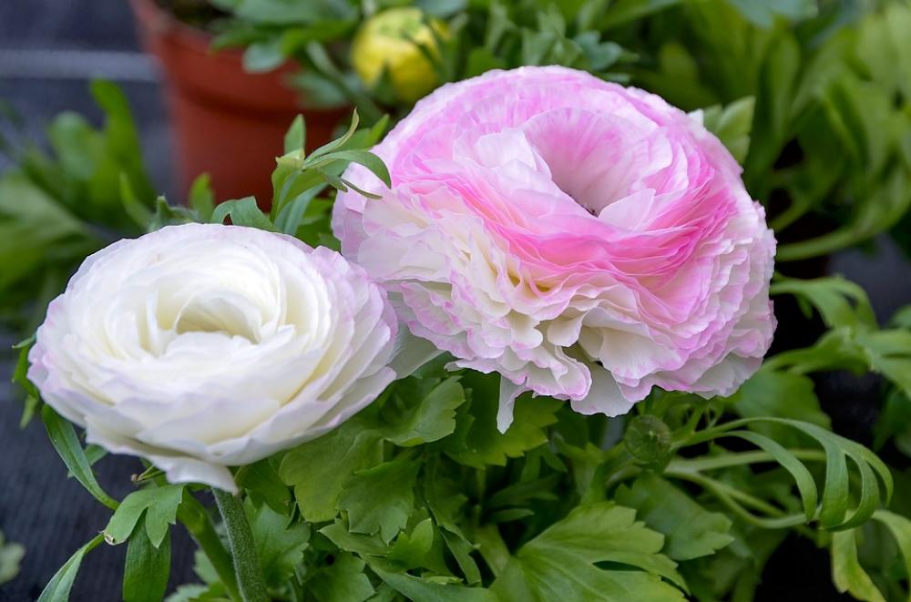 Ranunculus Flower Nature Romantic Pink Summer Ranunculus Flower Nature Romantic Pink Summer