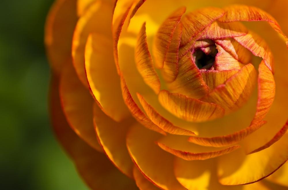 Ranunculus Flower Blossom Bloom Close Up Bloom Ranunculus Flower Blossom Bloom Close Up Bloom
