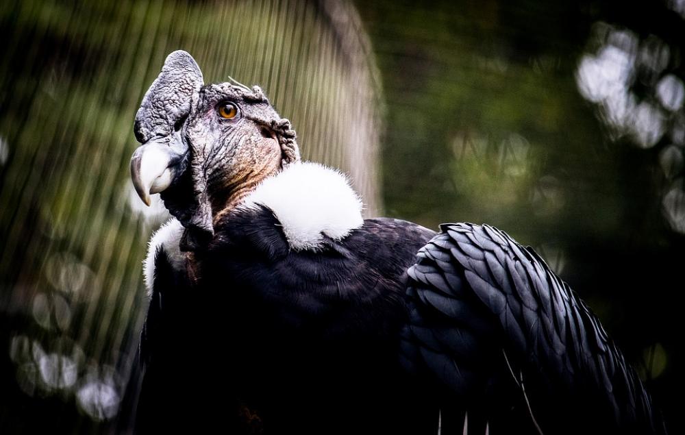 Raptor Bird Of Prey Bird Animal Animal World Raptor Bird Of Prey Bird Animal Animal World