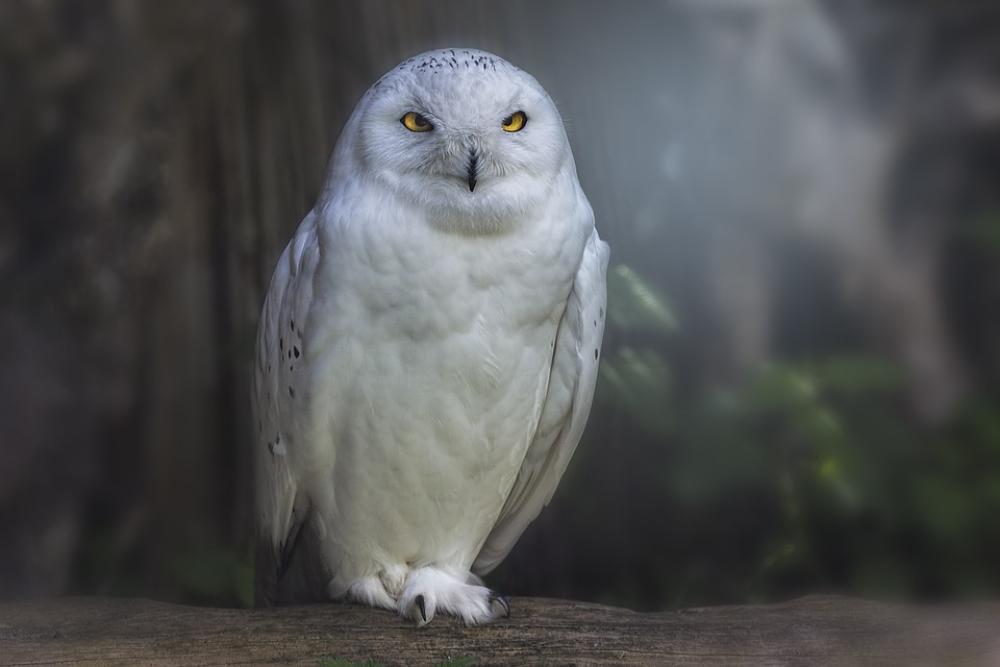 Raptor Owl Bird Animal World Plumage Bird Portrait Raptor Owl Bird Animal World Plumage Bird Portrait