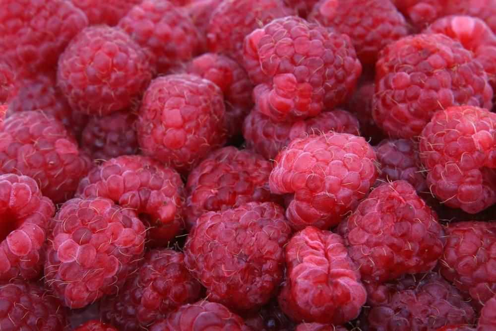 Raspberries Fruit Berries Close-Up Colorful Raspberries Fruit Berries Close-Up Colorful
