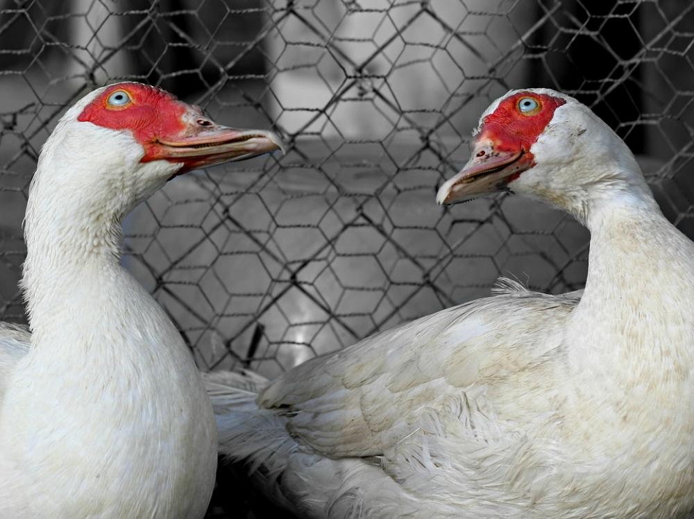 Rate Pair About Birds Two Domestic Funny White Rate Pair About Birds Two Domestic Funny White