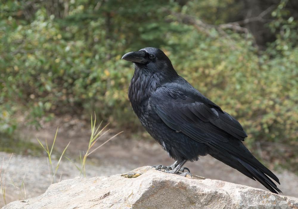 Raven Crow Bird Black Flying Raven Bird Raven Crow Bird Black Flying Raven Bird