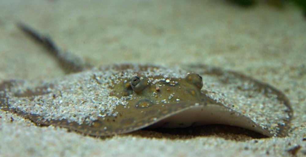 Rays Animals Underwater Meeresbewohner Nature Rays Animals Underwater Meeresbewohner Nature