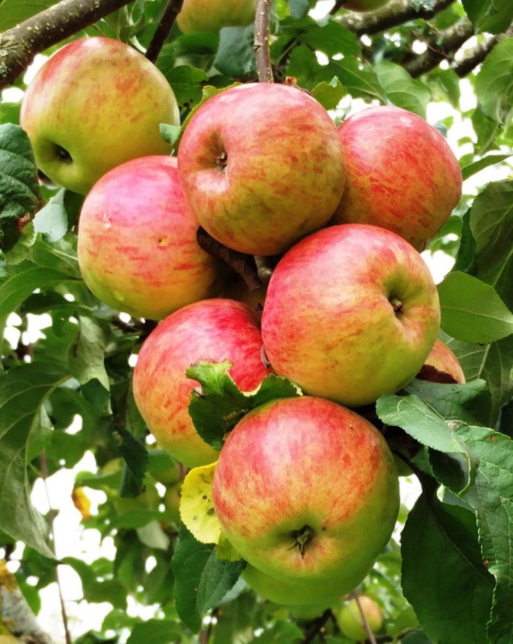 Red Apple Tree Fruit Healthy Delicious Fresh Eat Red Apple Tree Fruit Healthy Delicious Fresh Eat