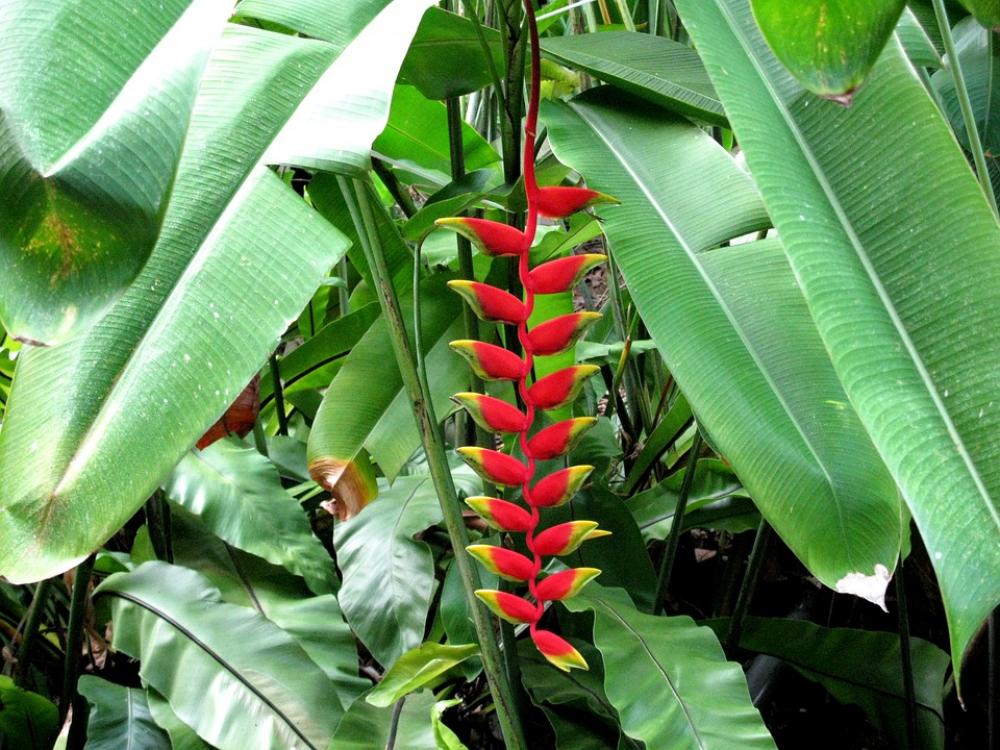 Red Banana Flower Tropical Natural Colorful Red Banana Flower Tropical Natural Colorful