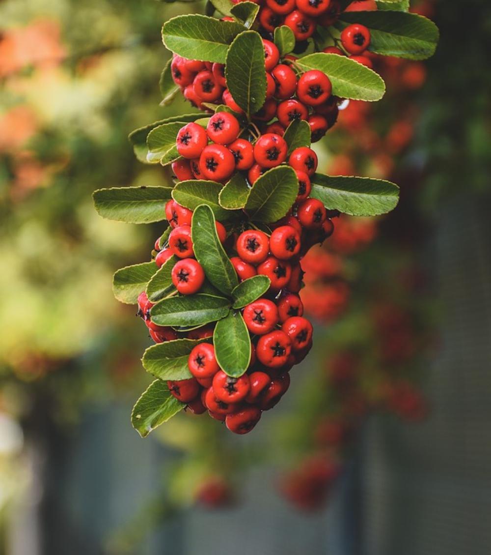 Red Berries Greenery Leaves Nature Plant Red Berries Greenery Leaves Nature Plant