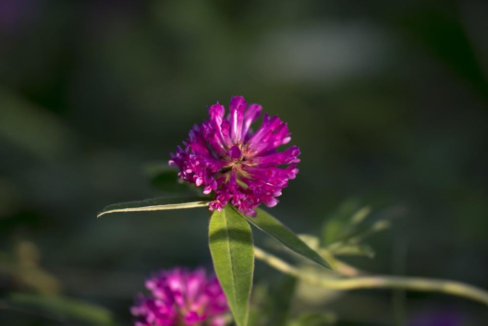 Red Clover Flower Summer Nature Clover Red Clover Flower Summer Nature Clover