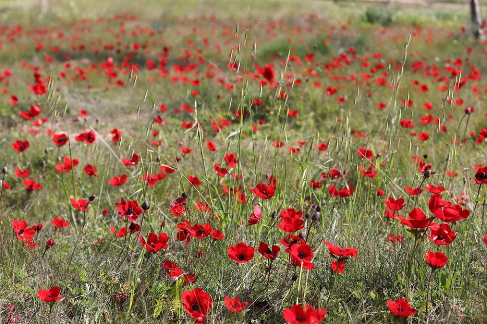 Red Flowers Nature Spring Red Flowers Nature Spring