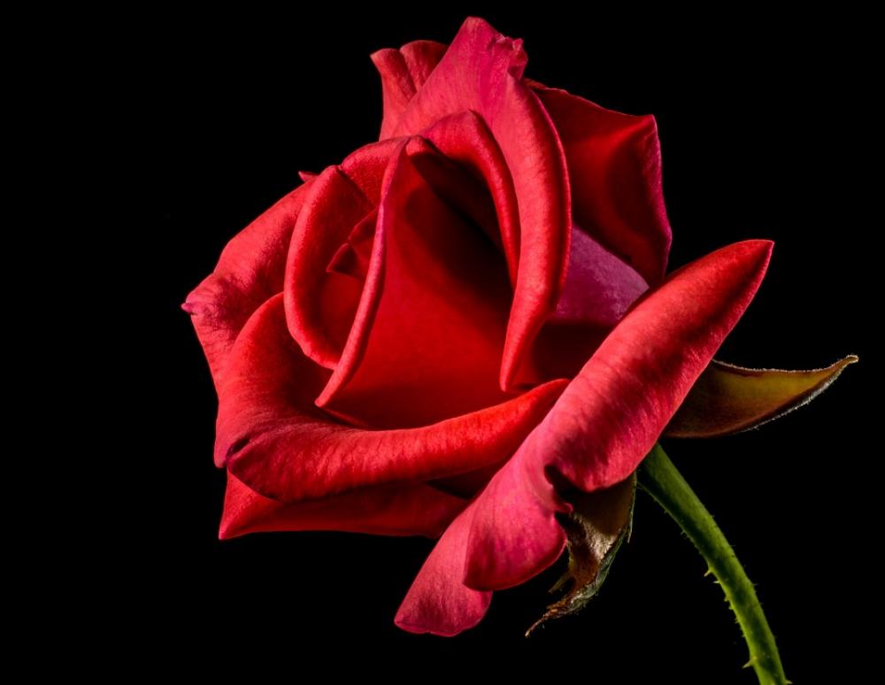 Red Rose Rose Rose Bloom Blossom Bloom Flower Red Red Rose Rose Rose Bloom Blossom Bloom Flower Red