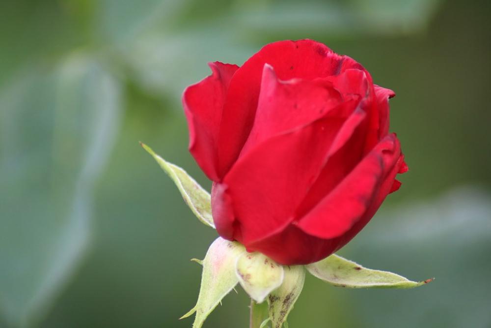 Red Rose Rose Flower Red Blossom Bloom Love Red Rose Rose Flower Red Blossom Bloom Love