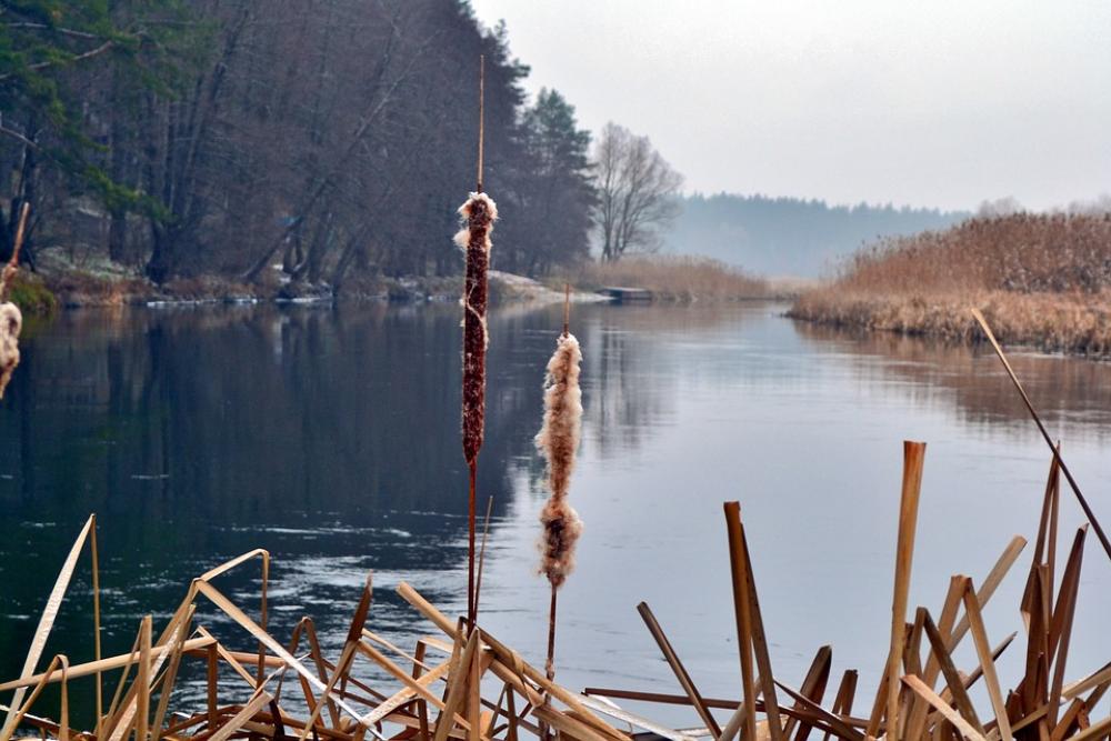 Reed River Nature Landscape Water Beach Lake Reed River Nature Landscape Water Beach Lake