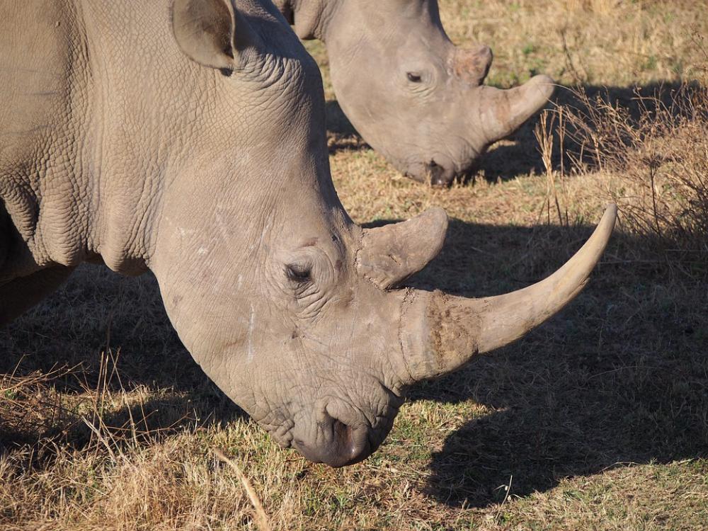 Rhino South Africa White Rhino Animal World Rhino South Africa White Rhino Animal World