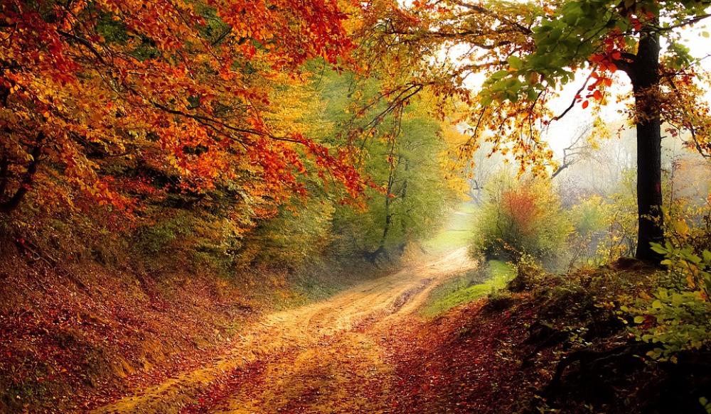 Road Forest Season Autumn Fall Landscape Nature Road Forest Season Autumn Fall Landscape Nature