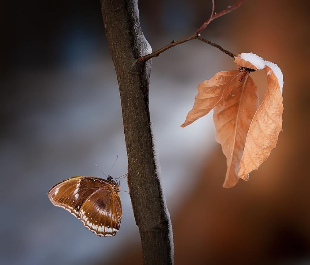 Branch Leaves Brown True Leaves Butterfly Nature Branch Leaves Brown True Leaves Butterfly Nature