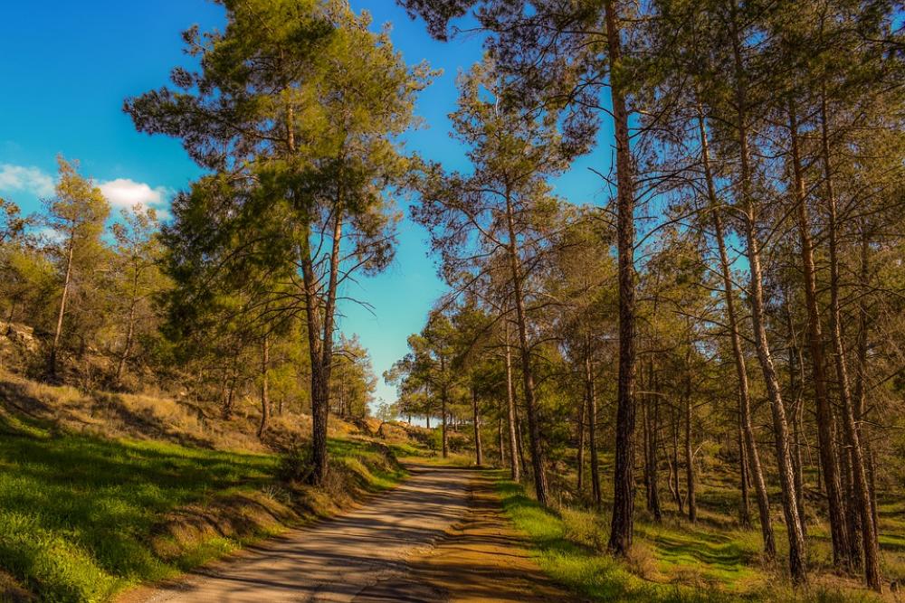 Road Forest Wood Trees Landscape Nature Autumn Road Forest Wood Trees Landscape Nature Autumn