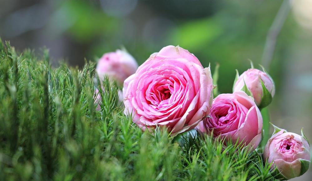 Rose Bush Röschen Pink Moss Flowers Nature Green Rose Bush Röschen Pink Moss Flowers Nature Green