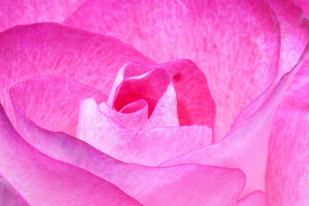 Rose Pink Roses Flora Plant Tender Red White Rose Pink Roses Flora Plant Tender Red White