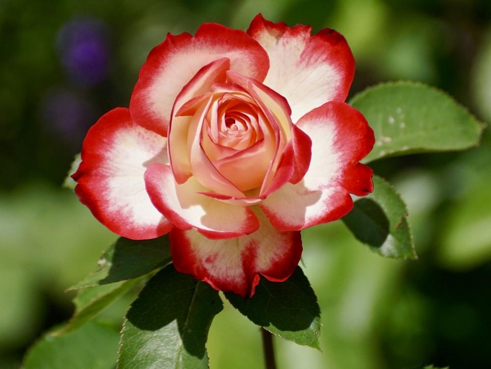 Rose Blossom Bloom Flower Nature Rose Blooms Rose Blossom Bloom Flower Nature Rose Blooms