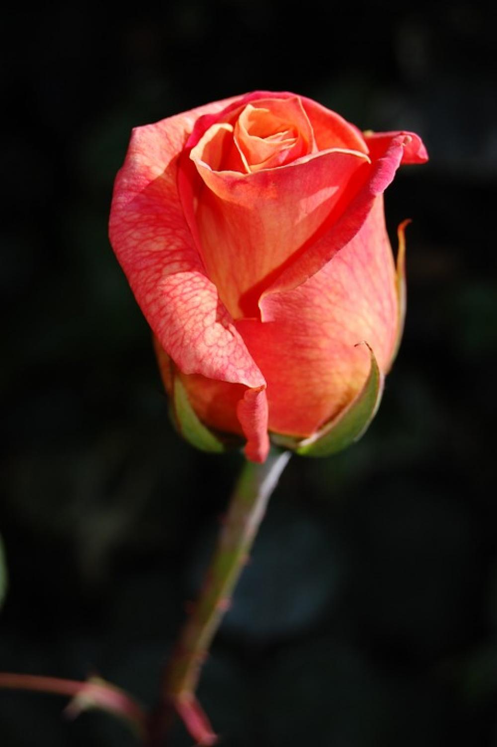 Rose Roses Flora Flower Flowers Bloom Fragrance Rose Roses Flora Flower Flowers Bloom Fragrance