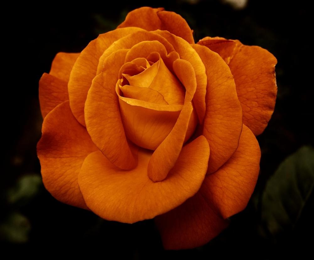 Rose Flower Blossom Bloom Nature Rose Blooms Rose Flower Blossom Bloom Nature Rose Blooms