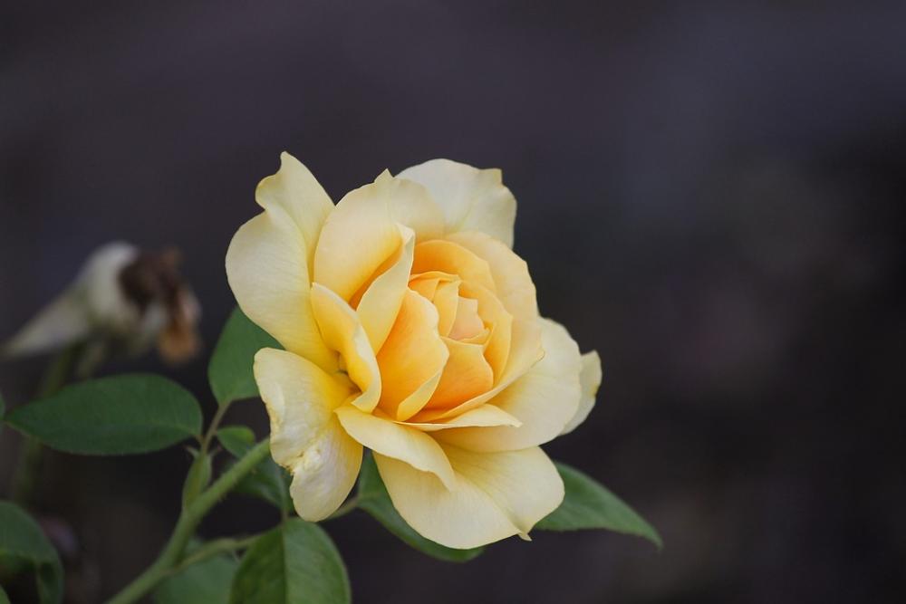 Rose Rose Petals Petals Romantic Blossom Bloom Rose Rose Petals Petals Romantic Blossom Bloom