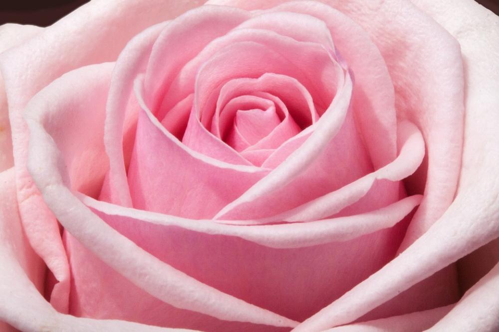 Rose Composites Flowers Spring Summer Nature Rose Composites Flowers Spring Summer Nature