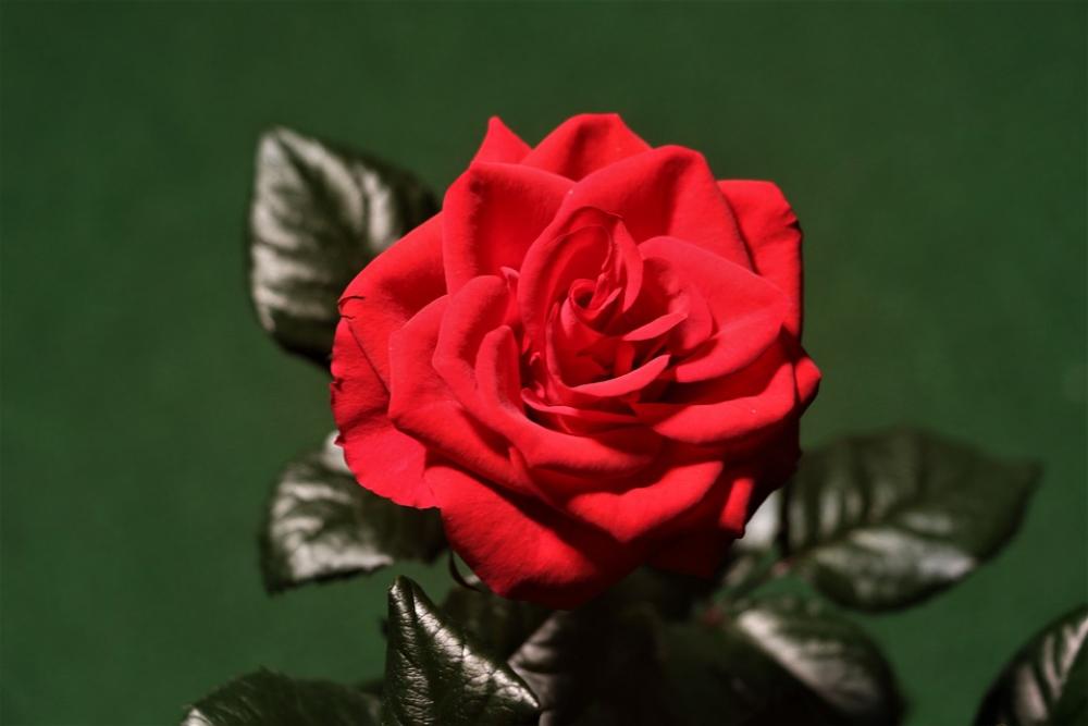 Rose Red Flower Plant Bloom Rose Red Flower Plant Bloom