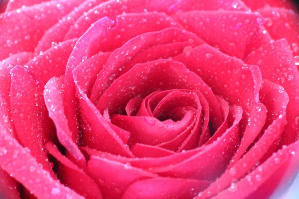 Rose Flower Blossom Bloom Nature Rose Bloom Rose Flower Blossom Bloom Nature Rose Bloom